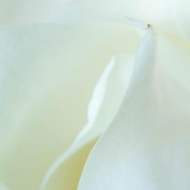 Abstract;Abstraction;Bloom;Blossom;Blossoms;Close-up;Flower;Floweret;Flowering;F